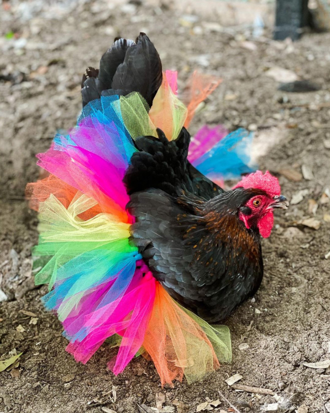 Fashionable chicken wearing a tutu.