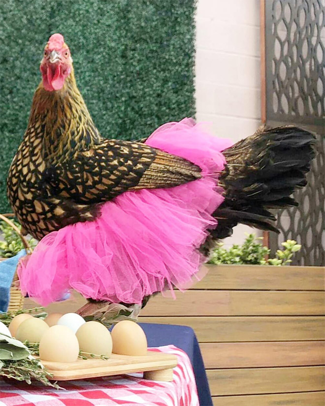 Fashionable chicken wearing a tutu.