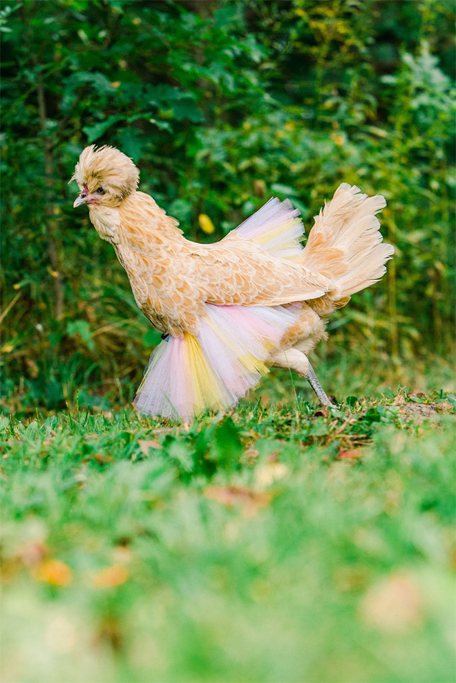 Fashionable chicken wearing a tutu.