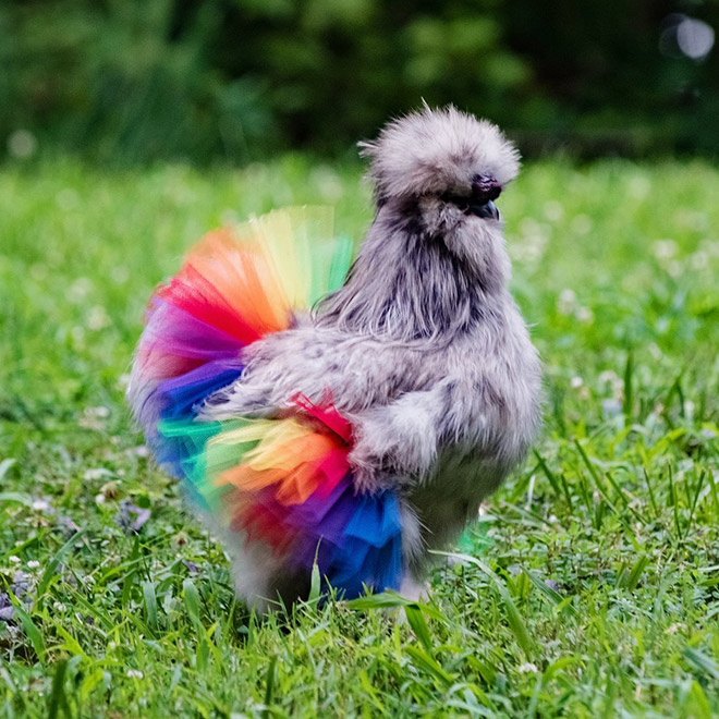 Fashionable chicken wearing a tutu.