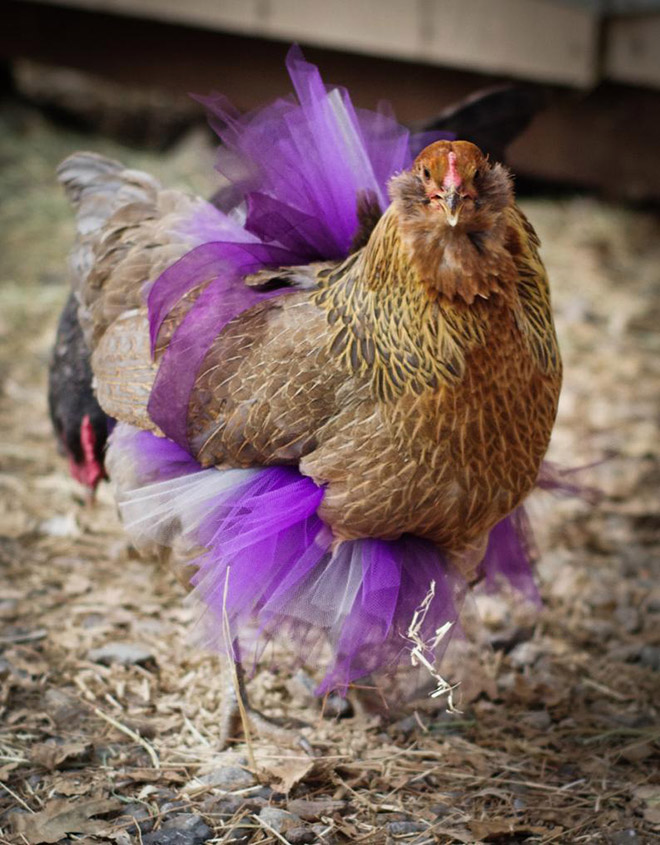 Fashionable chicken wearing a tutu.