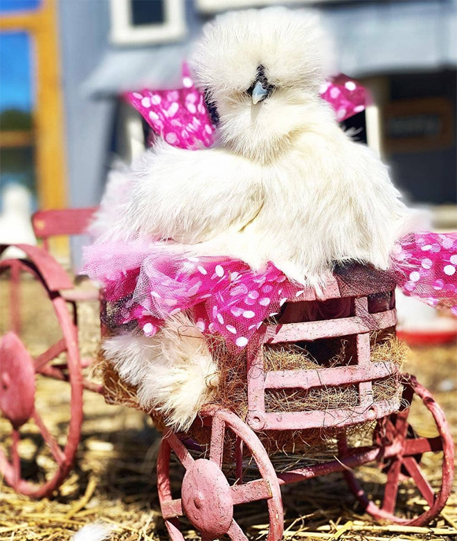 Fashionable chicken wearing a tutu.