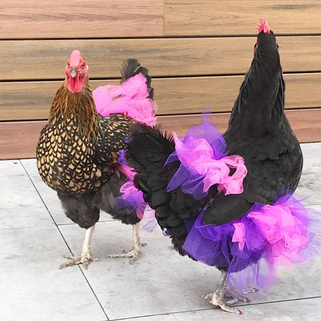 Fashionable chicken wearing a tutu.