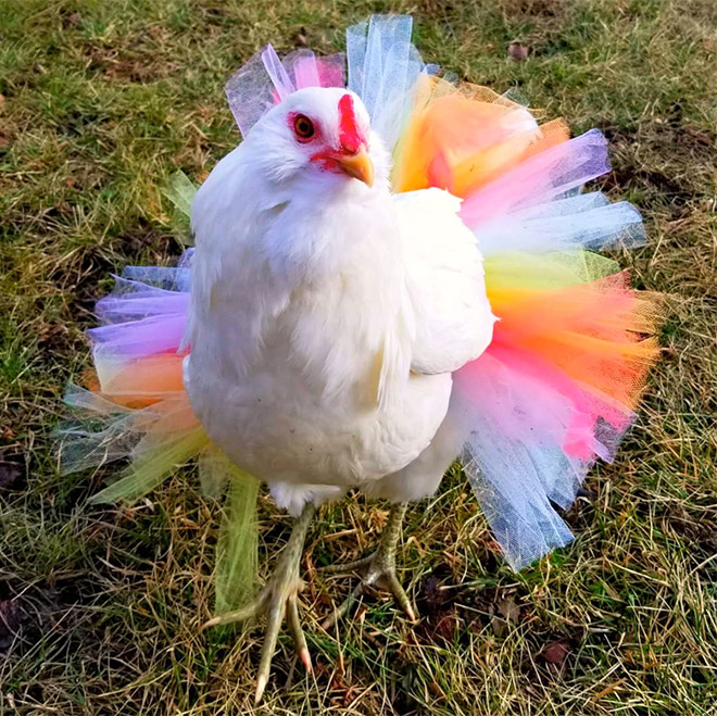 Fashionable chicken wearing a tutu.