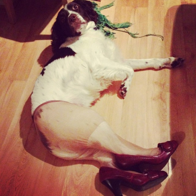 Dog in tights.