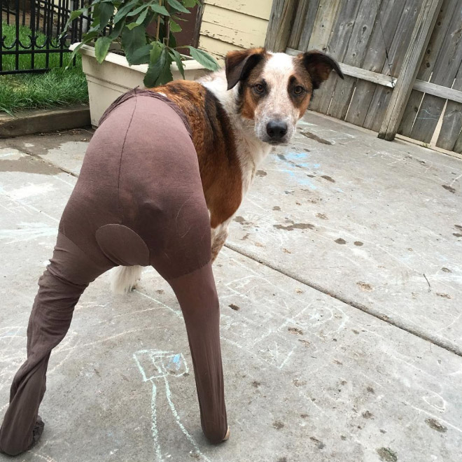 Dog in tights.