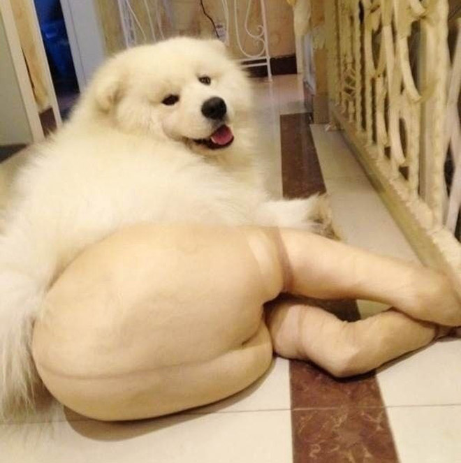 Dog in tights.