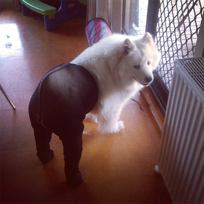 Dog in tights.