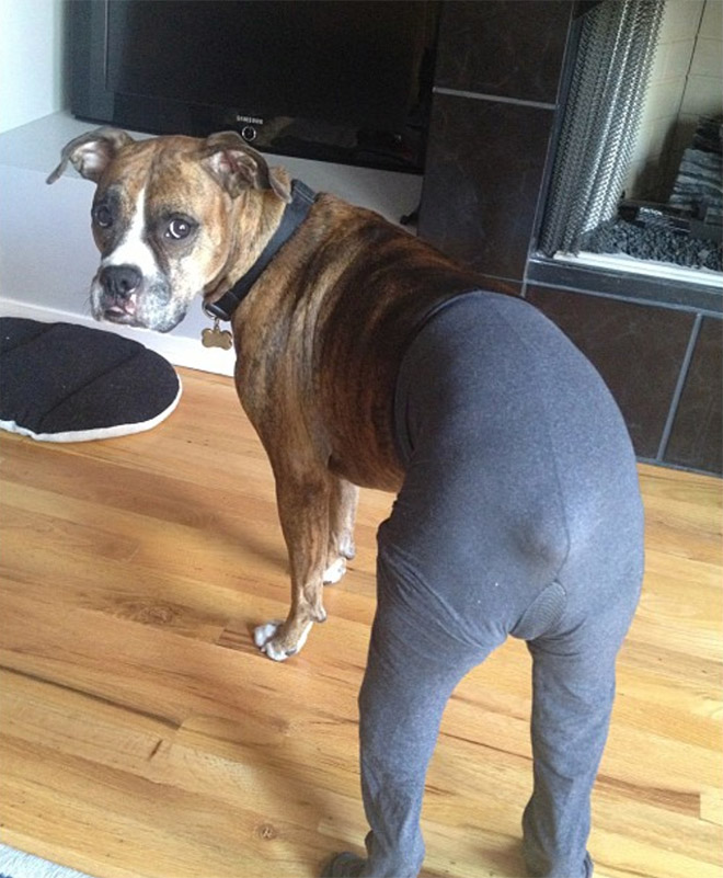 Dog in tights.