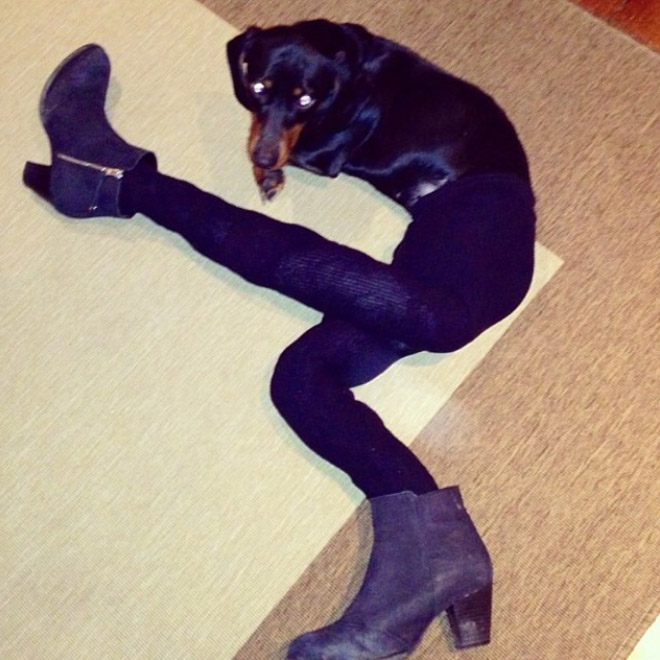 Dog in tights.