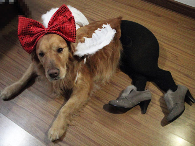 Dog in tights.