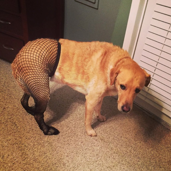 Dog in tights.