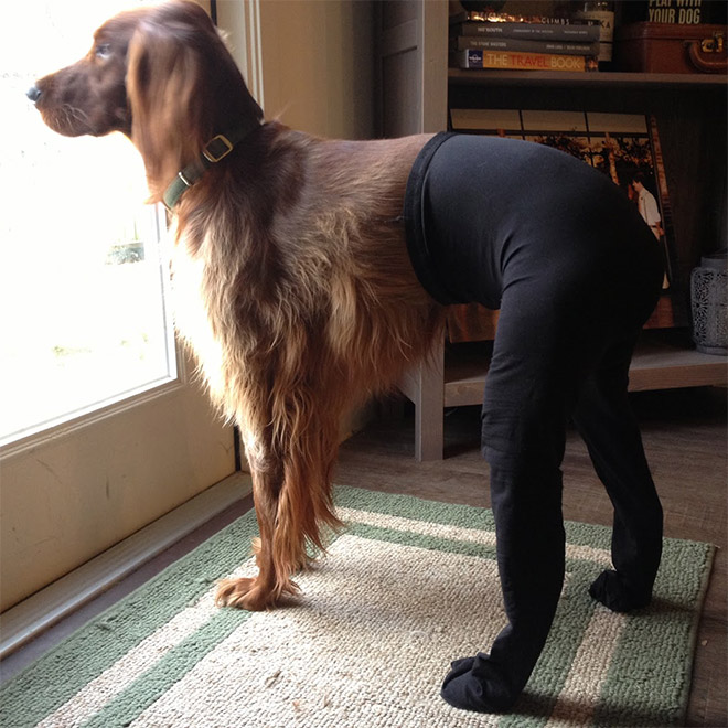 Dog in tights.