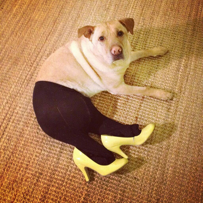 Dog in tights.