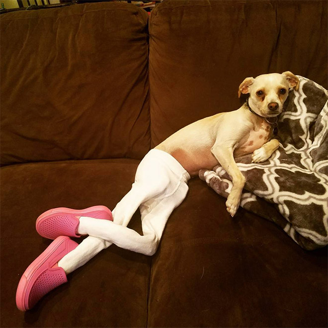 Dog in tights.