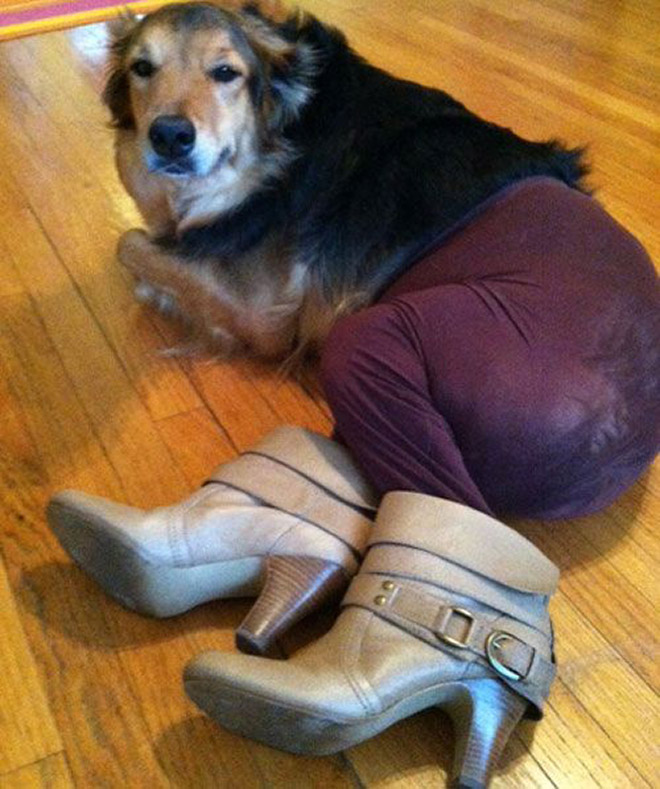 Dog in tights.