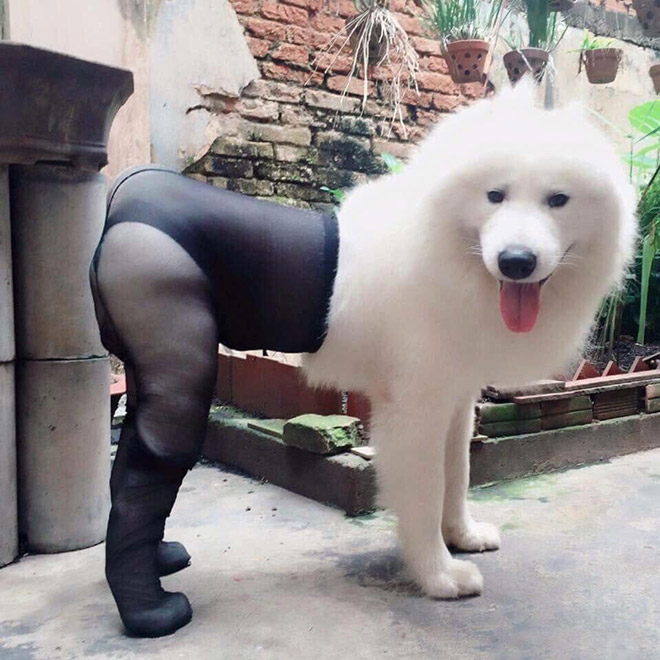 Dog in tights.