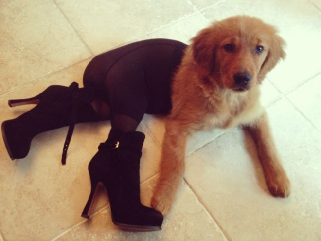 Dog in tights.