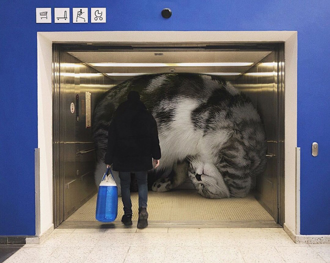 If huge cats lived with us...