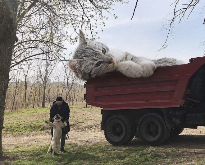 If huge cats lived with us...