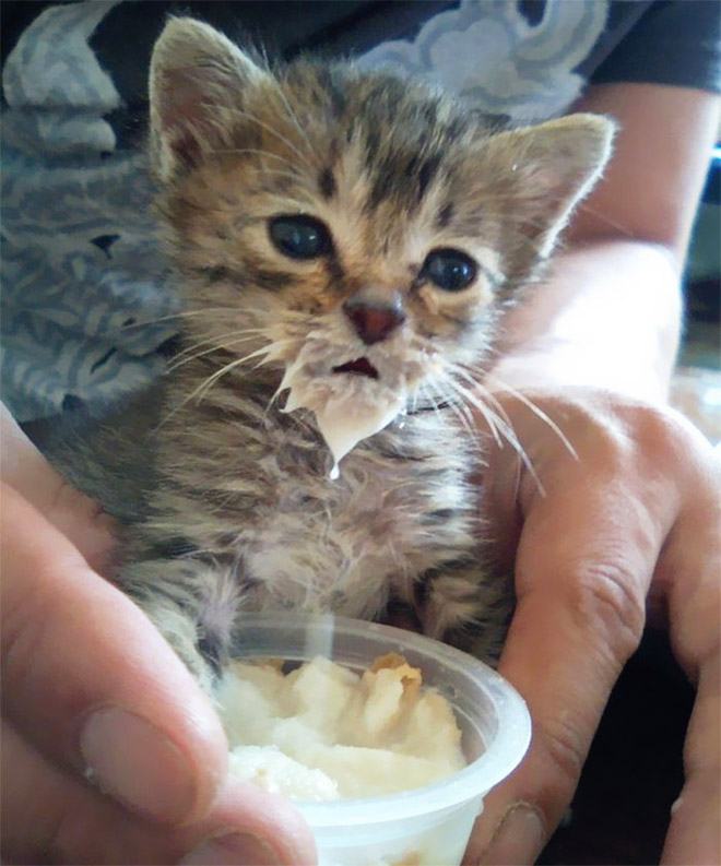 Some cats are messy eaters.