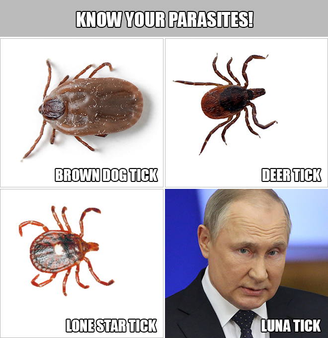 Brown dog tick, deer tick, lone star tick, and luna tick - all these are very annoying parasites, but luna tick is the worst of them all.