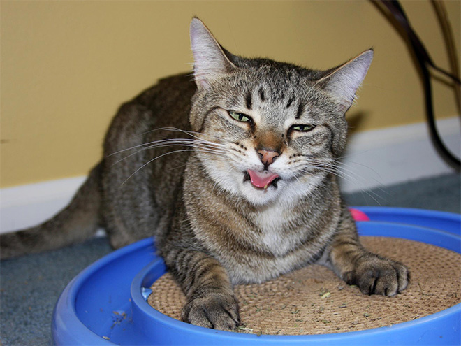 Cat on catnip.