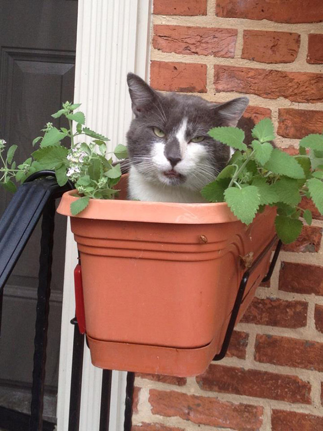 Cat on catnip.