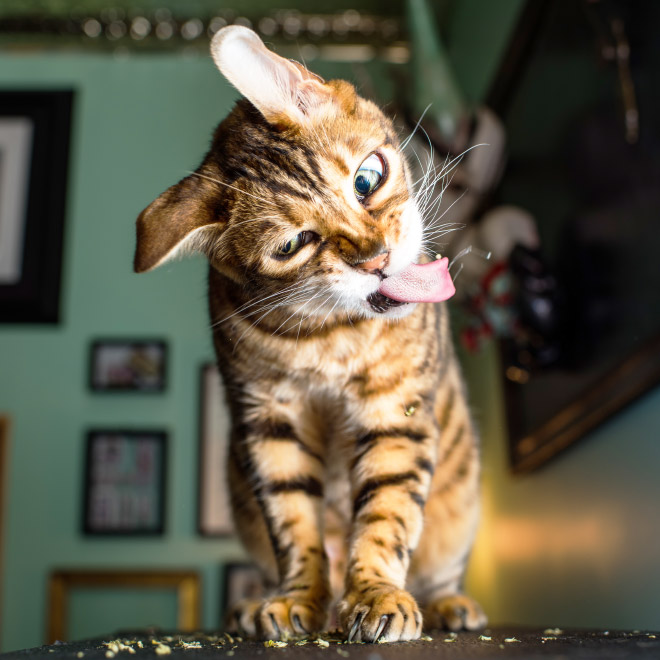 Cat on catnip.