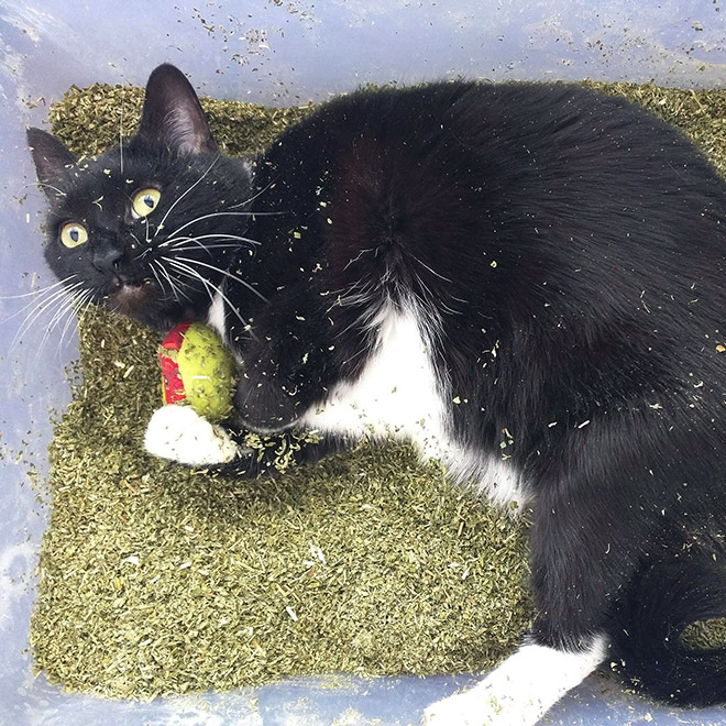 Cat on catnip.