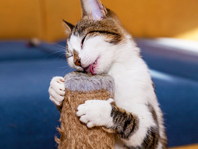 Cat on catnip.