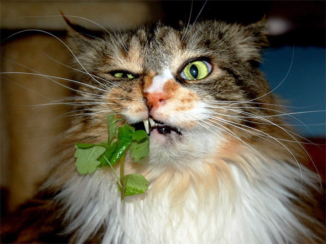 Cat on catnip.