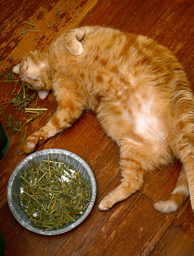 Cat on catnip.