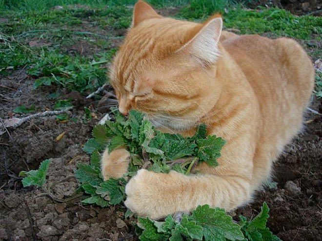 Cat on catnip.