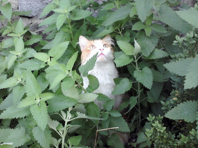 Cat on catnip.