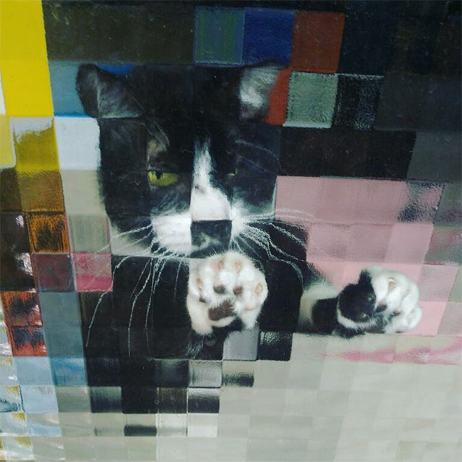 Pixelated pets are the best pets.