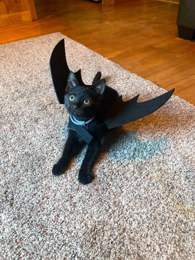 The legendary cat bat.