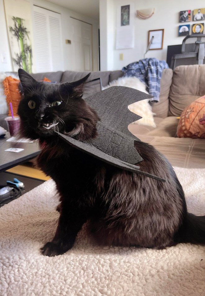 The legendary cat bat.