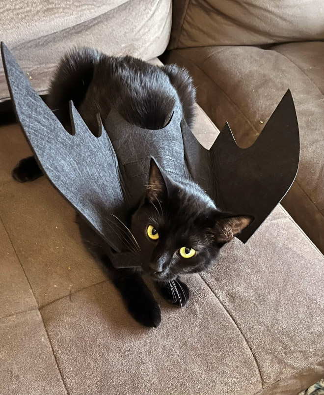 The legendary cat bat.