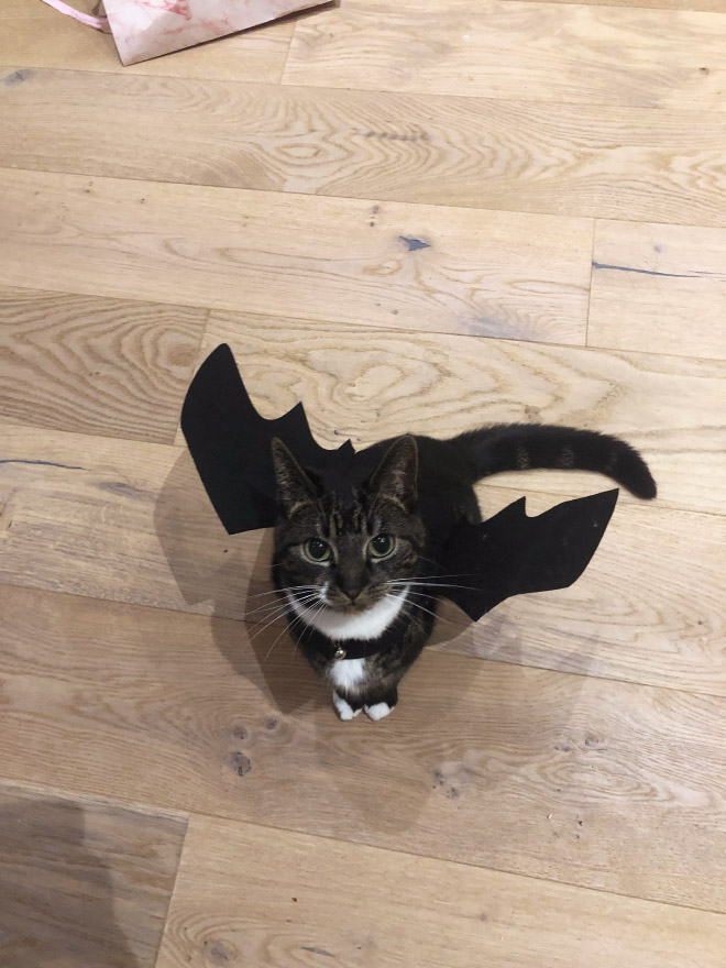 The legendary cat bat.