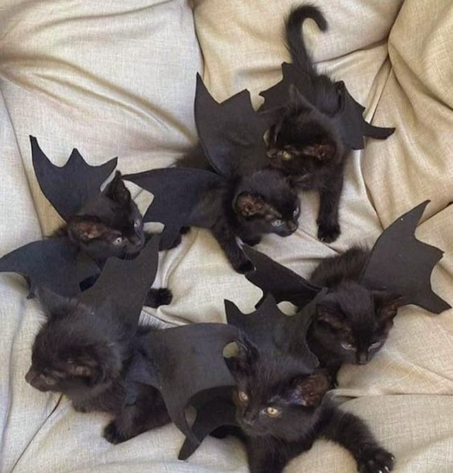 The legendary cat bat.