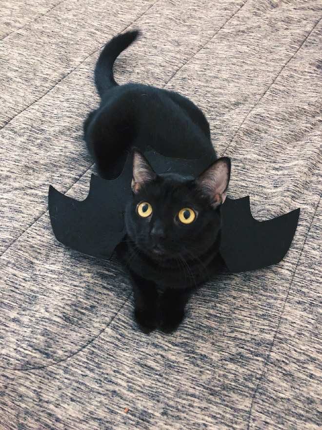 The legendary cat bat.