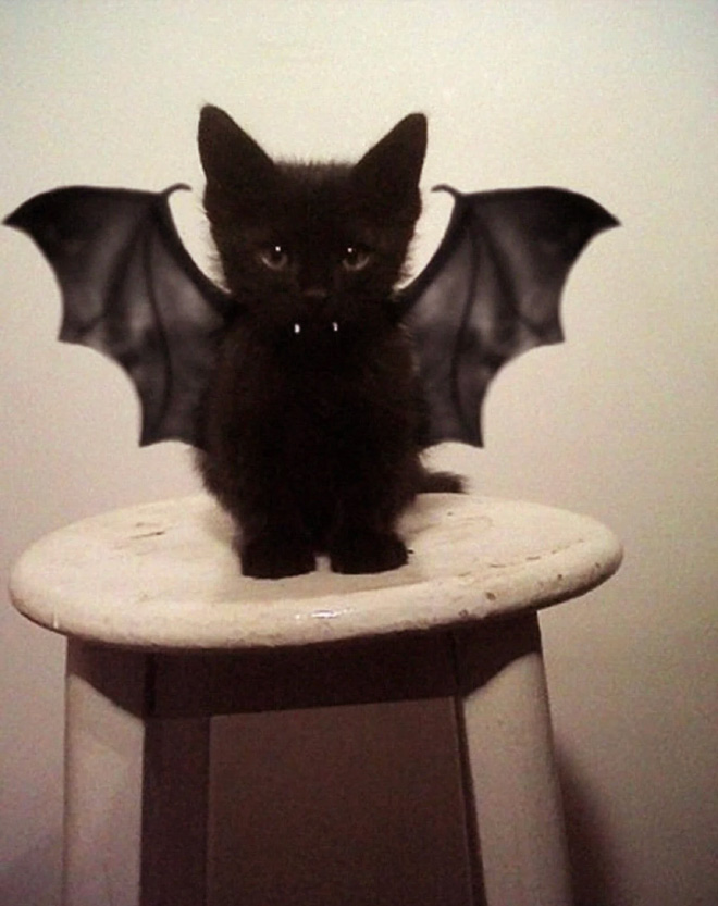 The legendary cat bat.