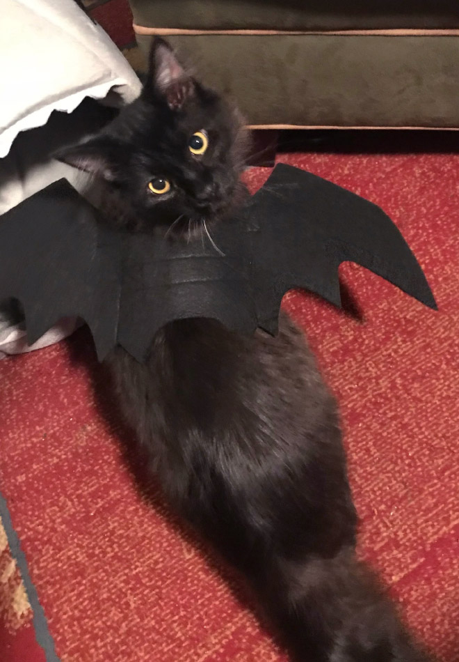 The legendary cat bat.