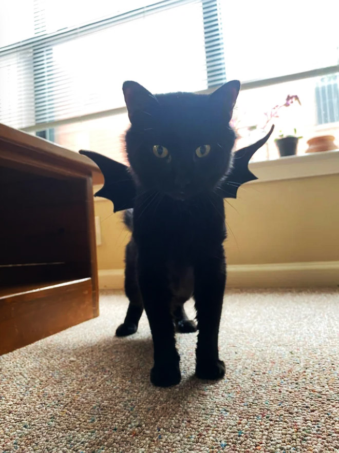 The legendary cat bat.