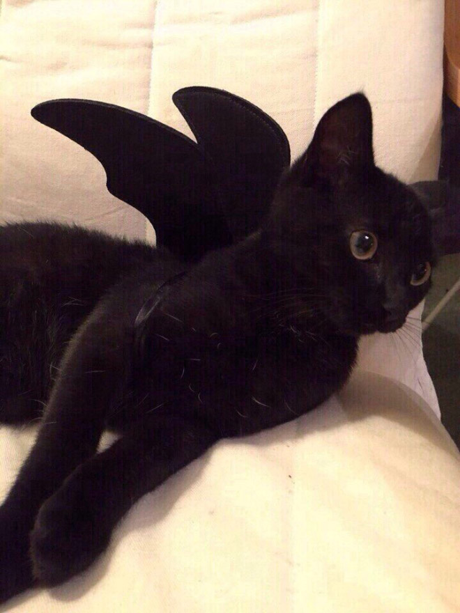 The legendary cat bat.