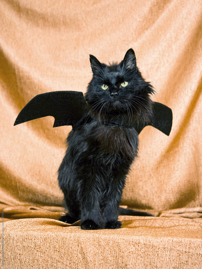 The legendary cat bat.