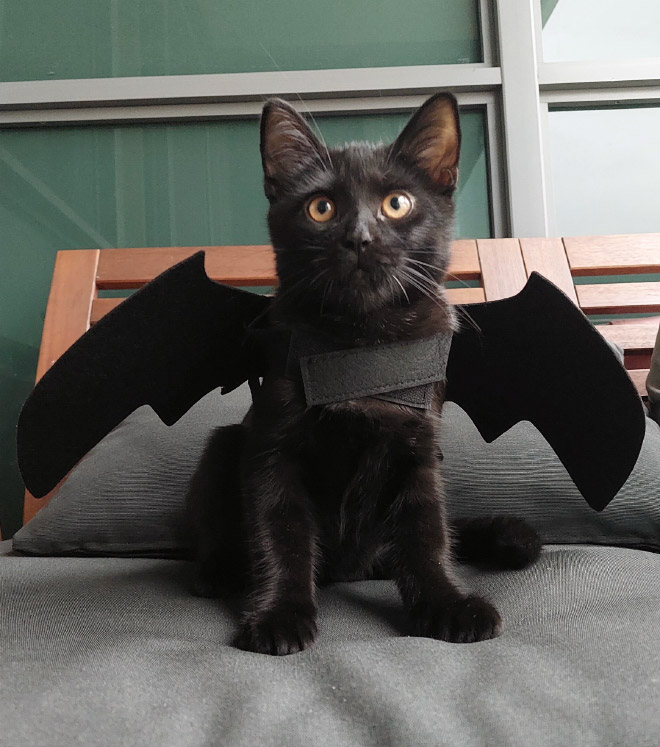 The legendary cat bat.