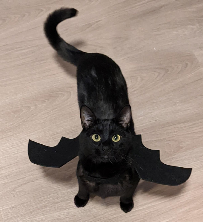 The legendary cat bat.