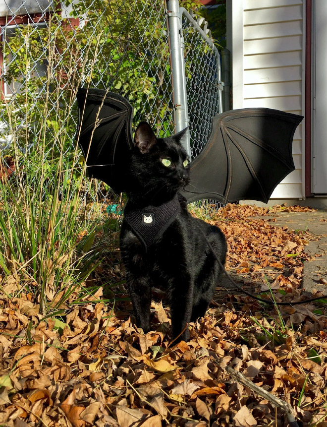 The legendary cat bat.